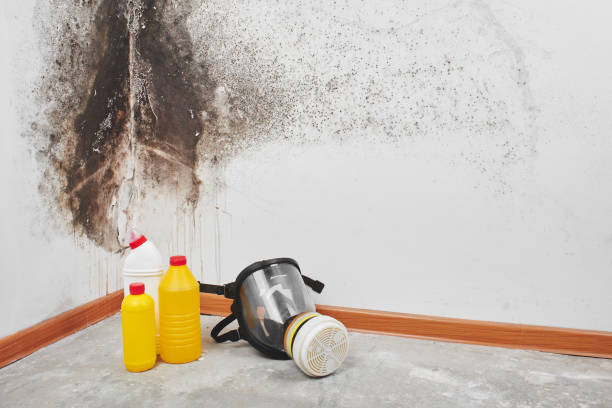 Mold Removal Process in Plainsboro Center, NJ