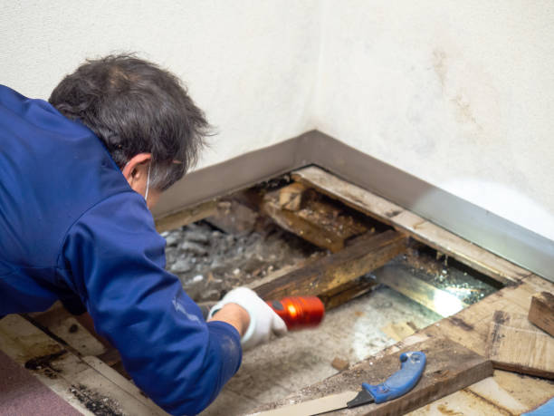 Best Attic Mold Removal  in Plainsboro Center, NJ
