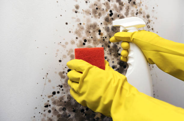 Best Attic Mold Removal  in Plainsboro Center, NJ