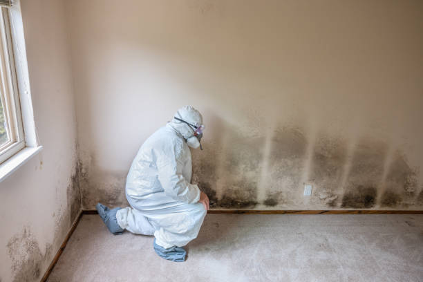 Best Home Mold Removal  in Plainsboro Center, NJ