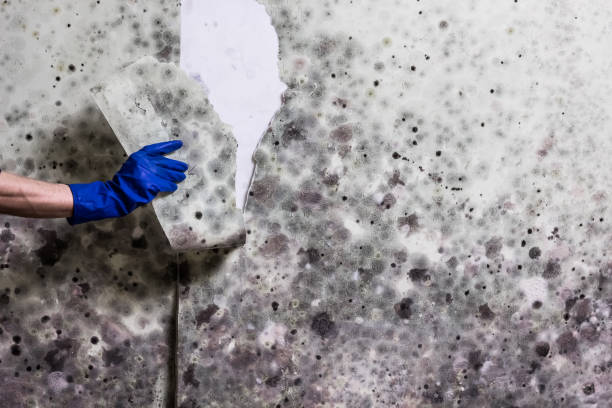 Best Best Mold Removal Companies  in Plainsboro Center, NJ